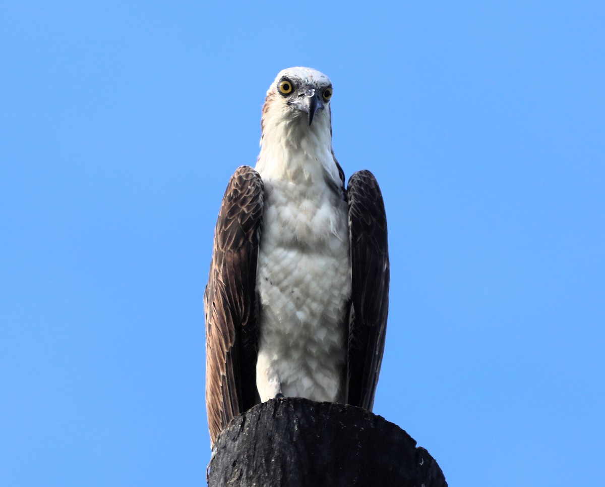 Águila Pescadora (ridgwayi) - ML620700616