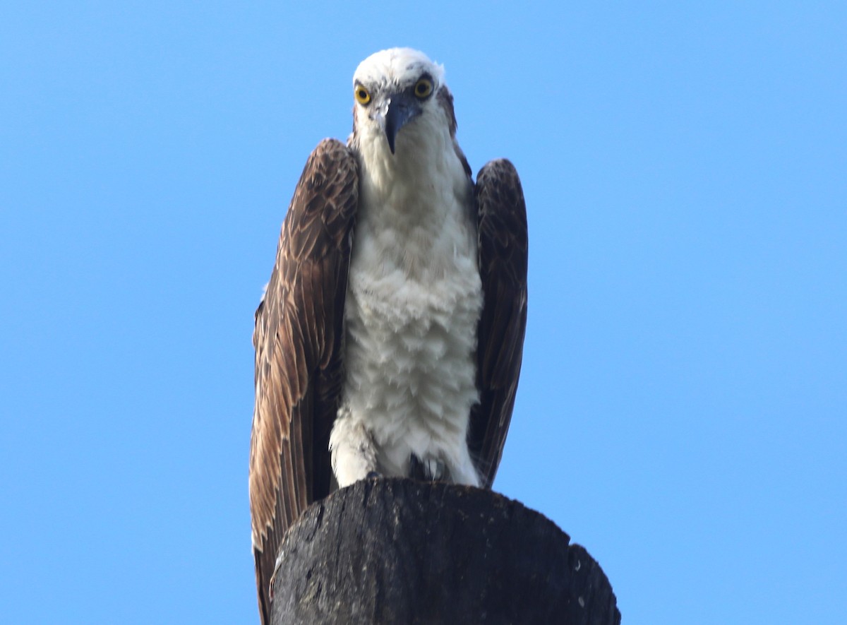 Águila Pescadora (ridgwayi) - ML620700617