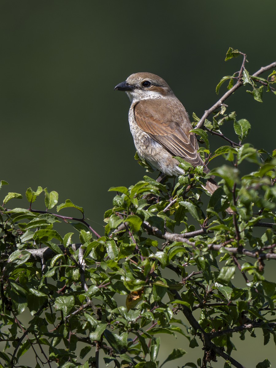 Red-backed Shrike - ML620700619