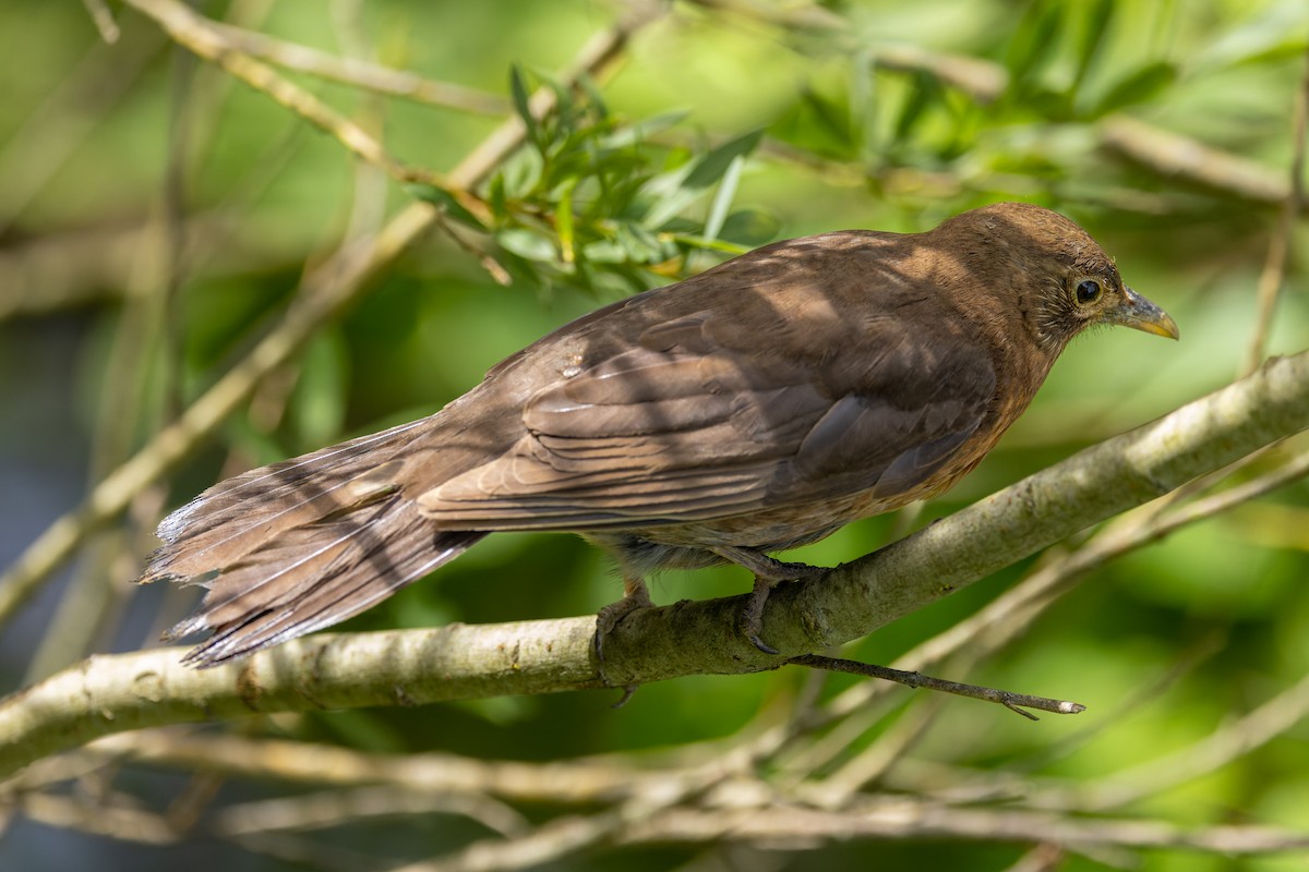 Eurasian Blackbird - ML620700622