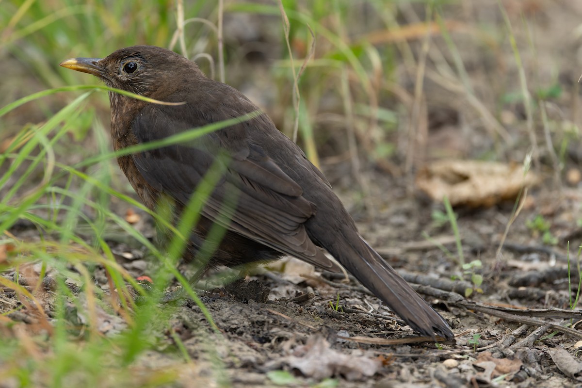 Eurasian Blackbird - ML620700623