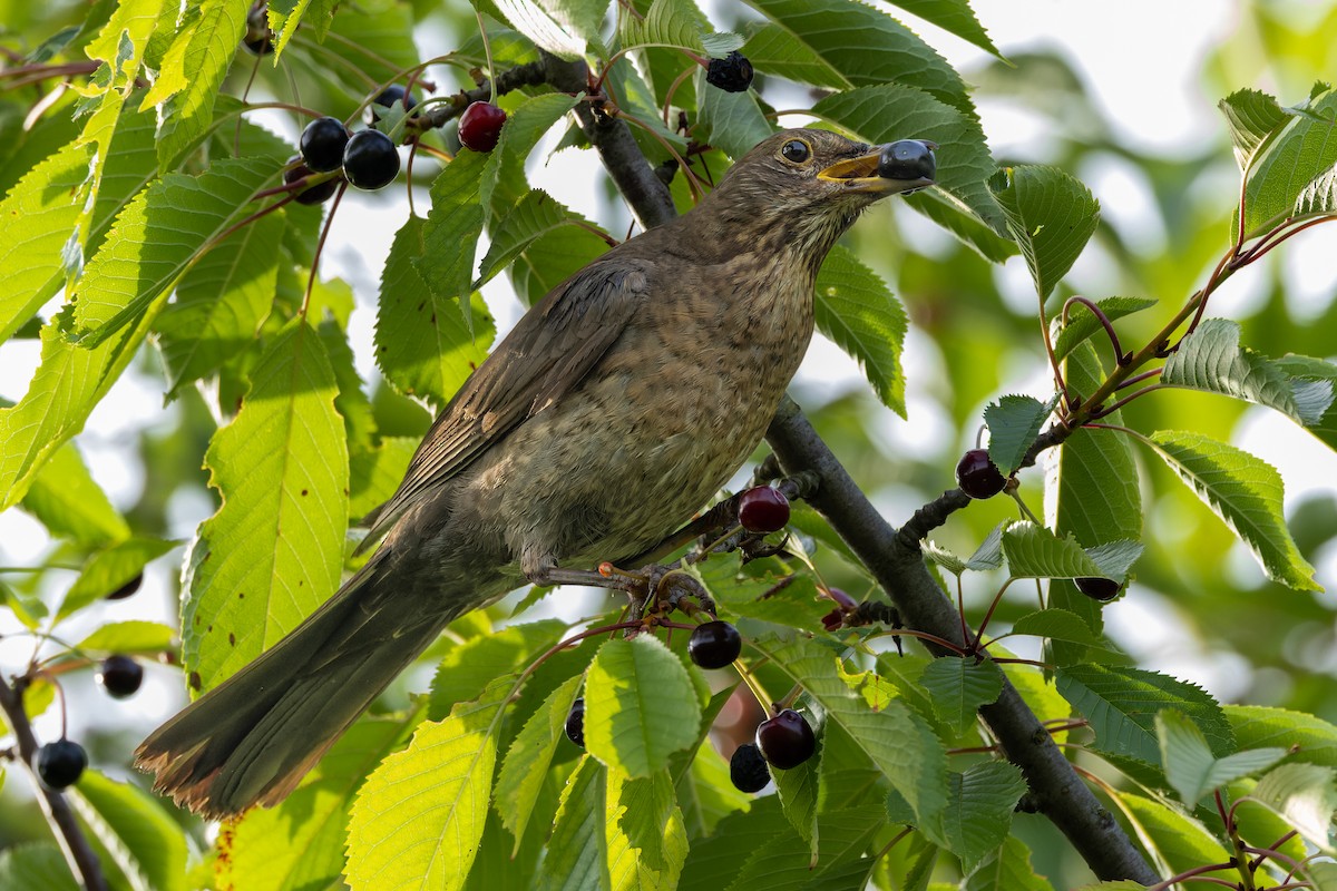 Eurasian Blackbird - ML620700624