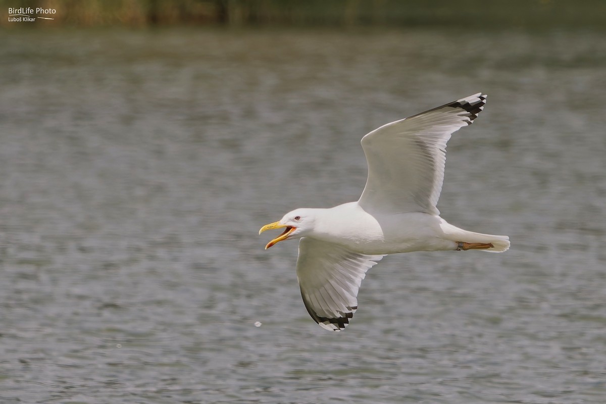 Caspian Gull - ML620700626