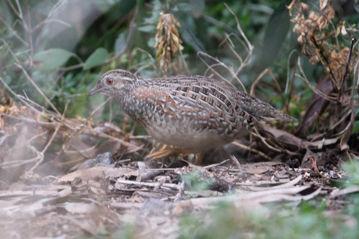 Painted Buttonquail - ML620700629