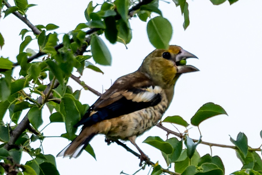 Hawfinch - ML620700635