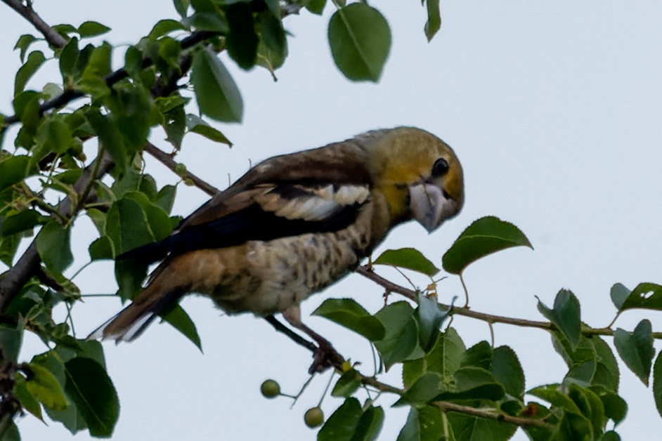 Hawfinch - ML620700636