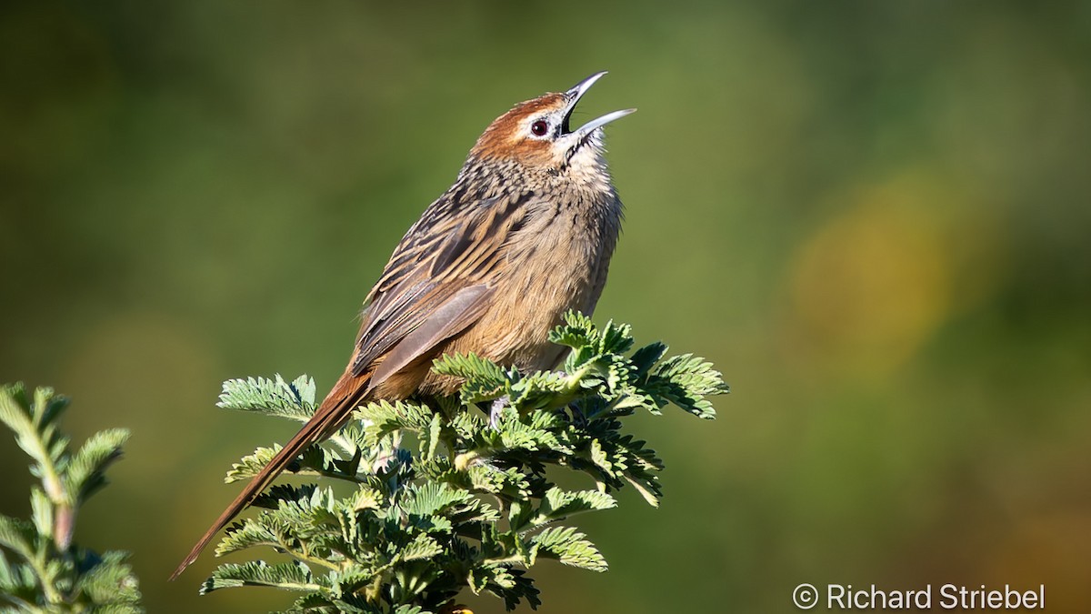 Cape Grassbird - ML620700637