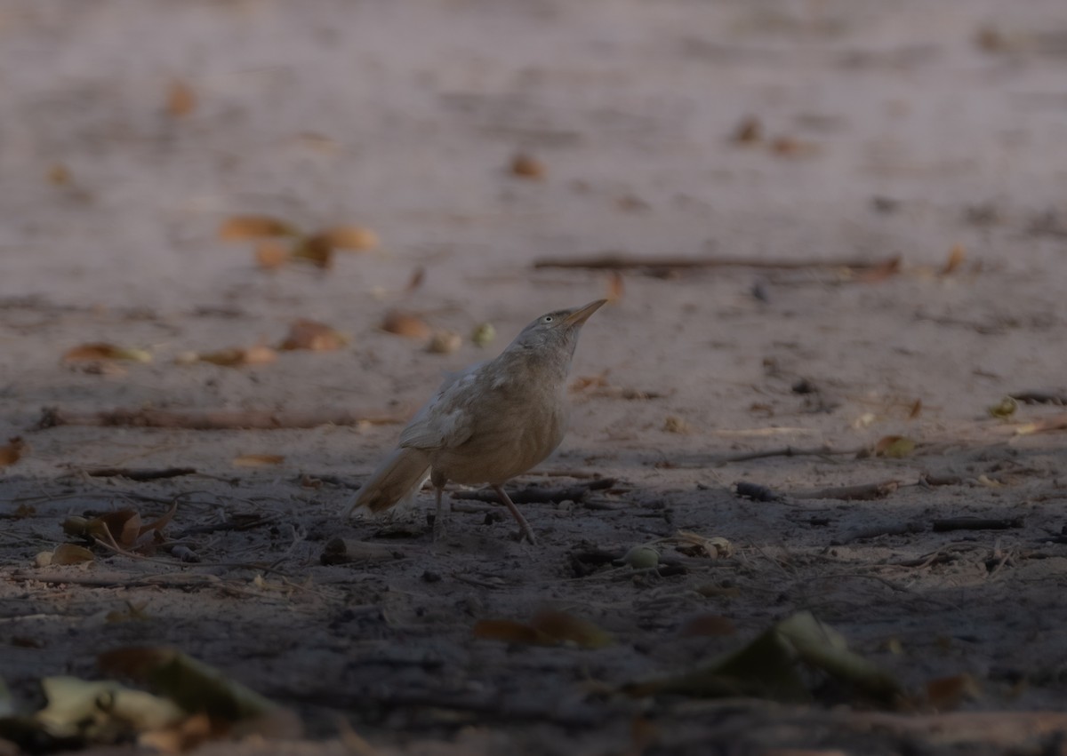 Jungle Babbler - ML620700643