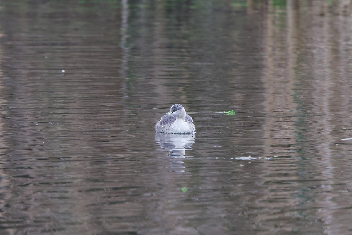 Hoary-headed Grebe - ML620700652