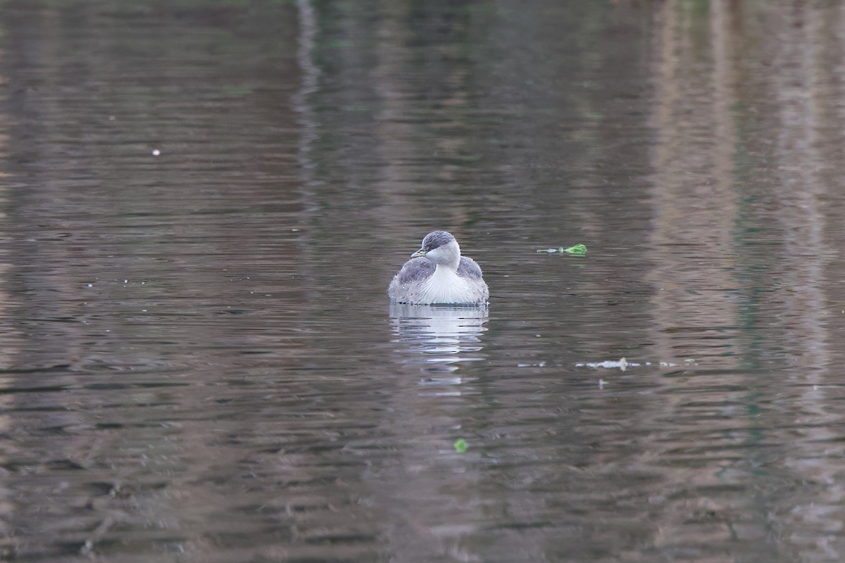 Hoary-headed Grebe - ML620700653