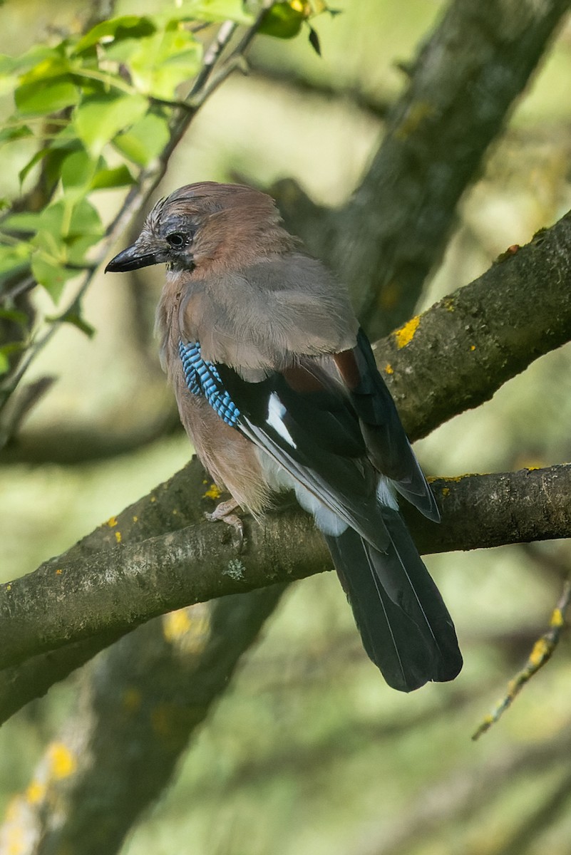 Eurasian Jay - ML620700655