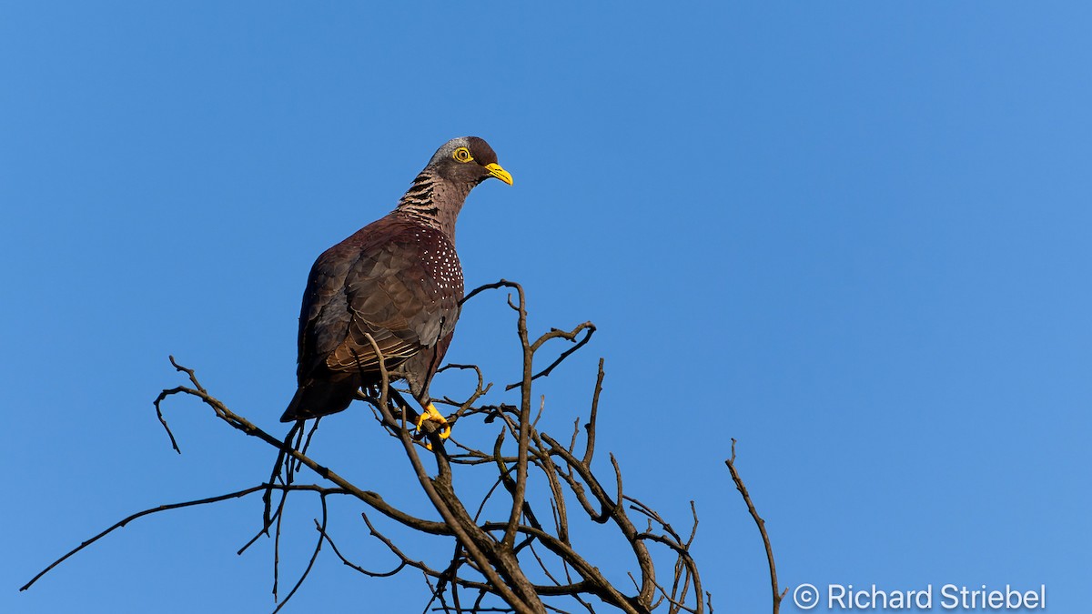 Rameron Pigeon - ML620700656