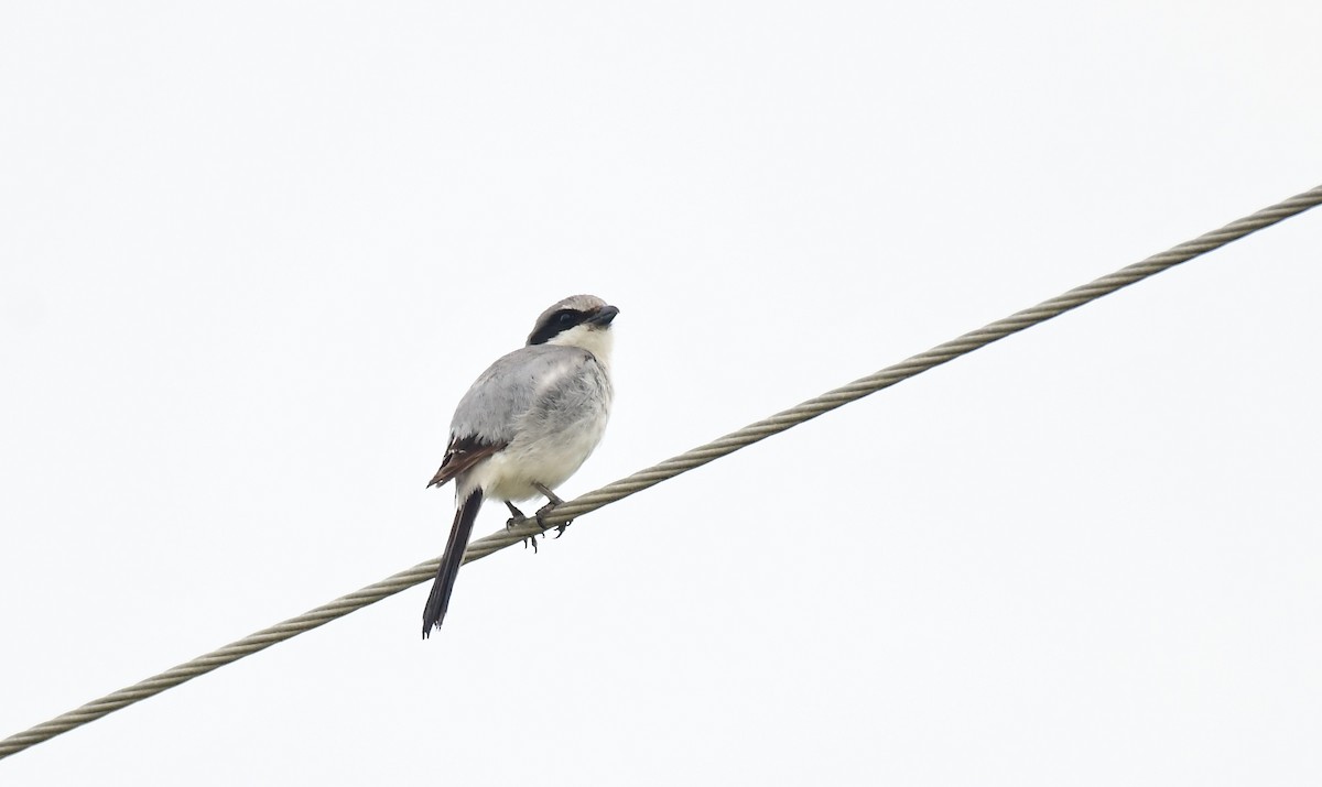 Loggerhead Shrike - John Wolaver