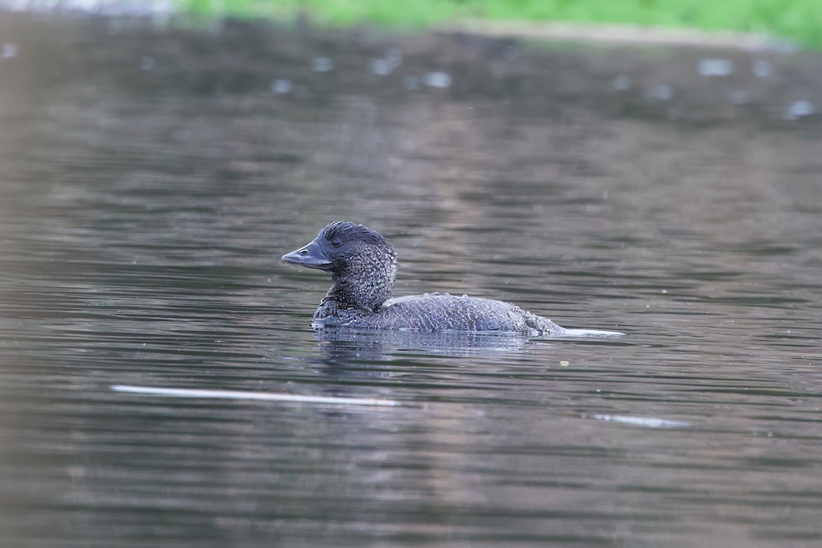 Musk Duck - ML620700663