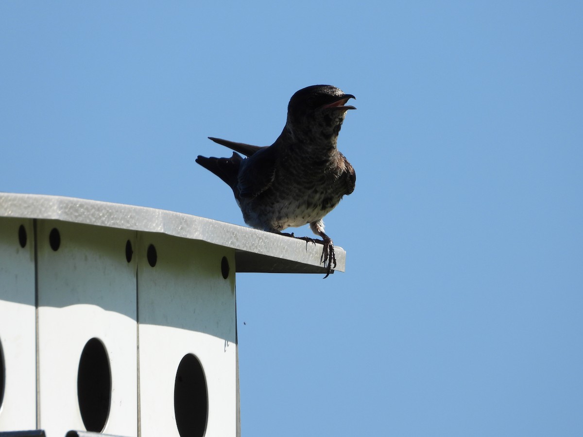 Purple Martin - ML620700665