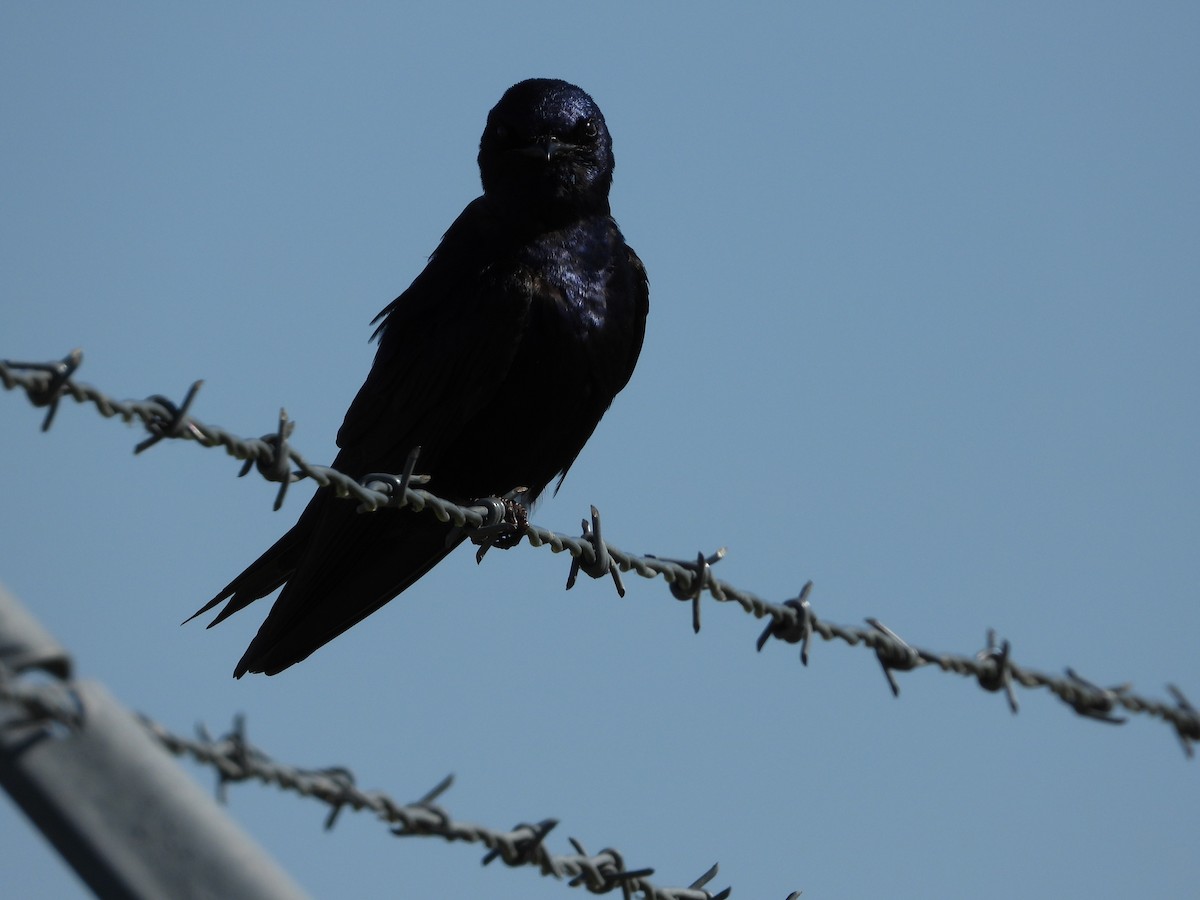 Purple Martin - ML620700667