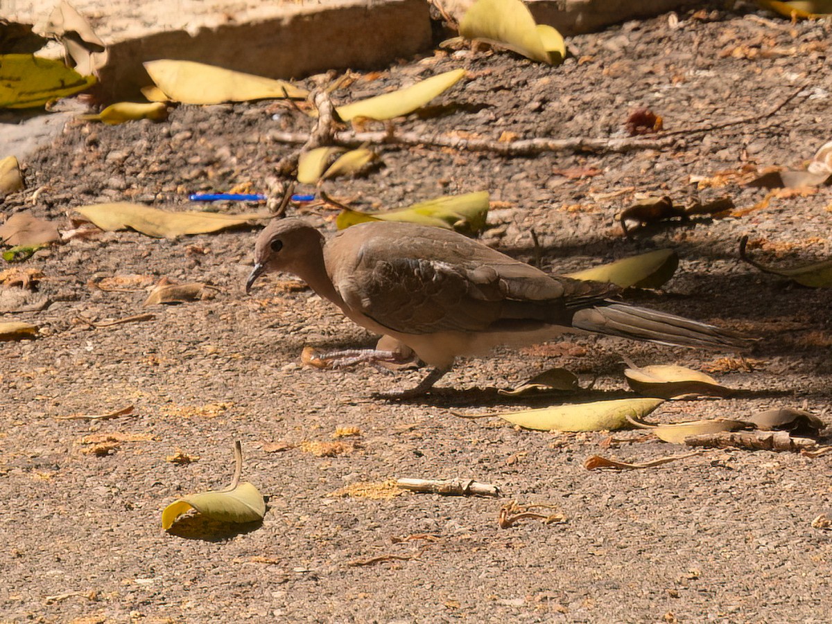 Laughing Dove - ML620700669