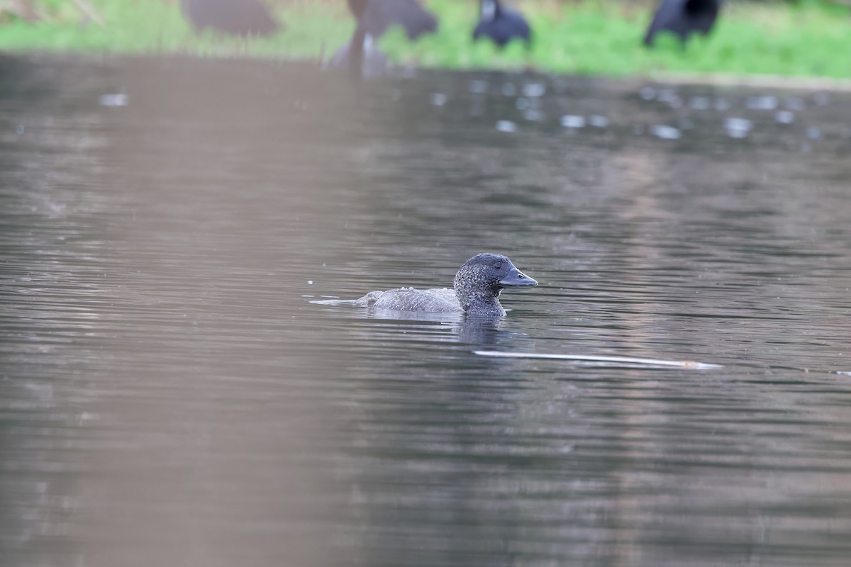 Musk Duck - ML620700671