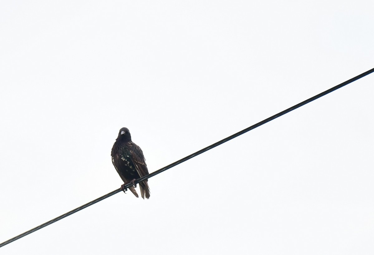 European Starling - John Wolaver