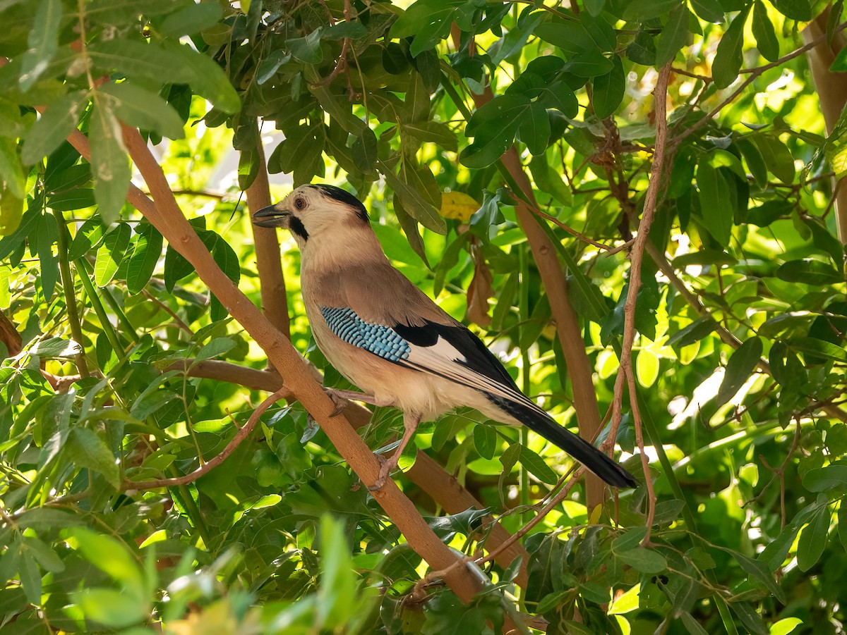 Eurasian Jay - ML620700674