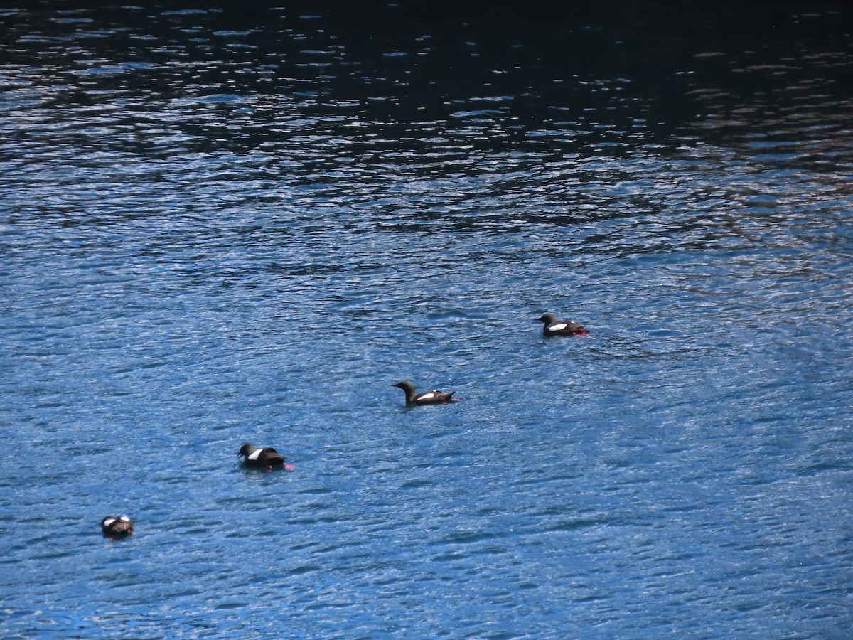 Black Guillemot - ML620700675