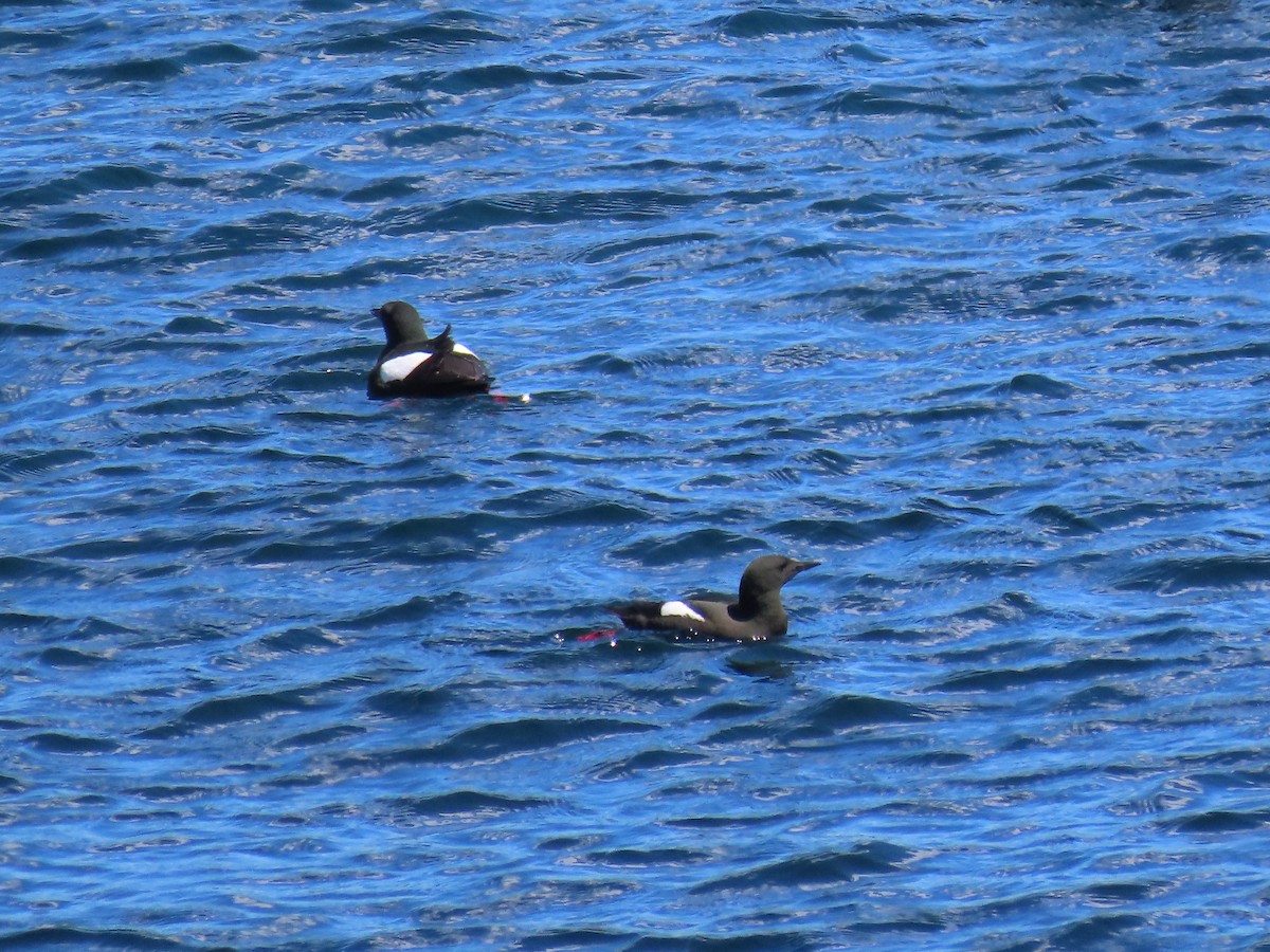 Black Guillemot - ML620700676