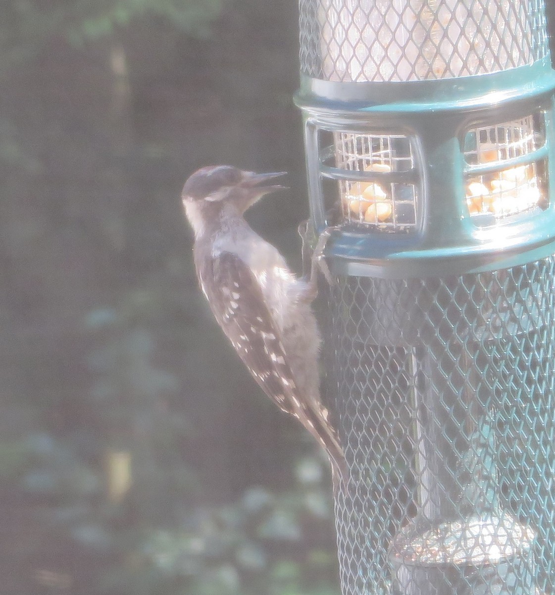 Hairy Woodpecker - ML620700679