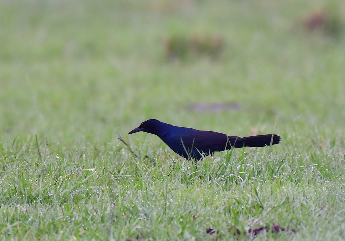 Boat-tailed Grackle - ML620700680