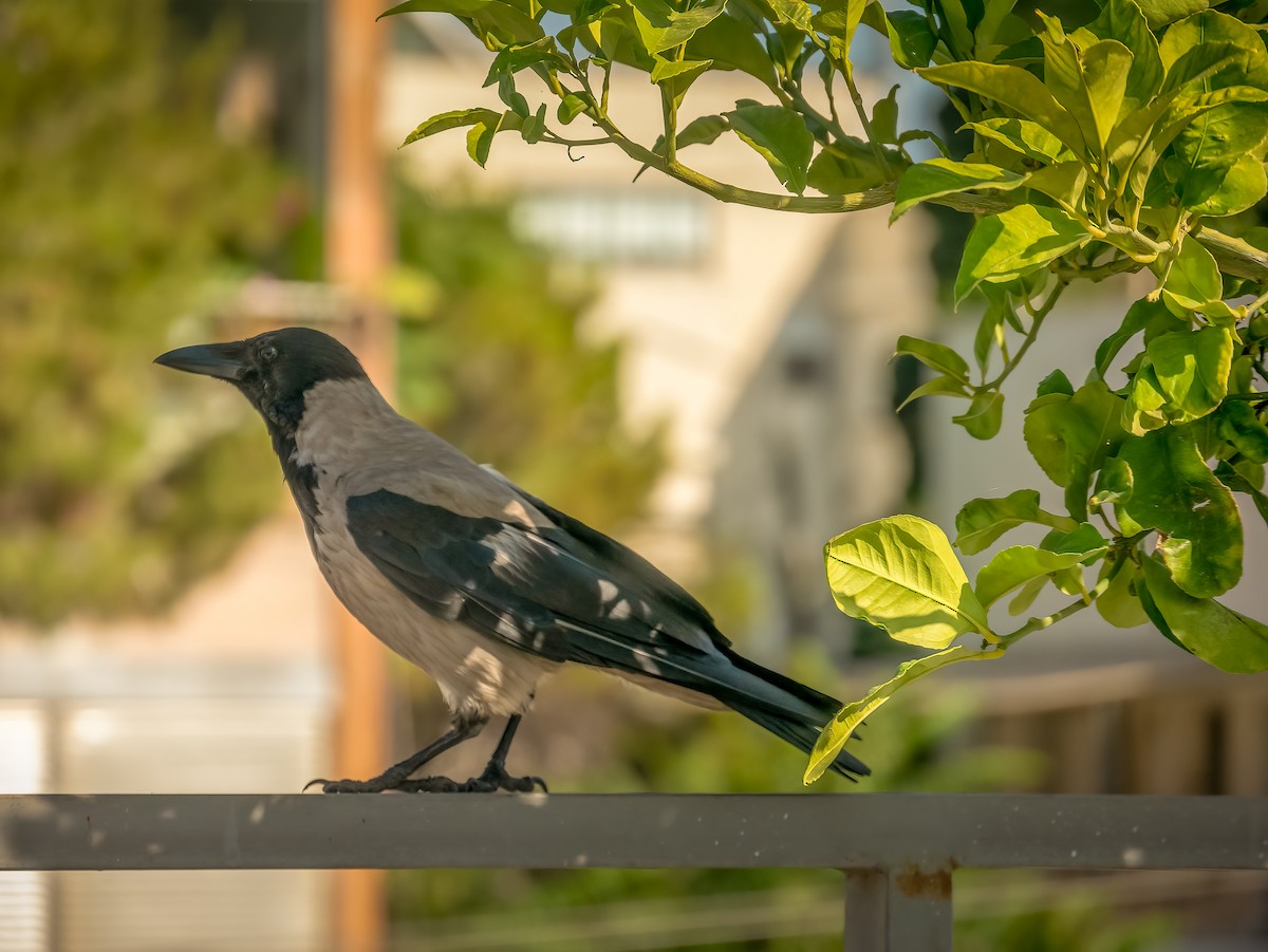 Hooded Crow - ML620700683