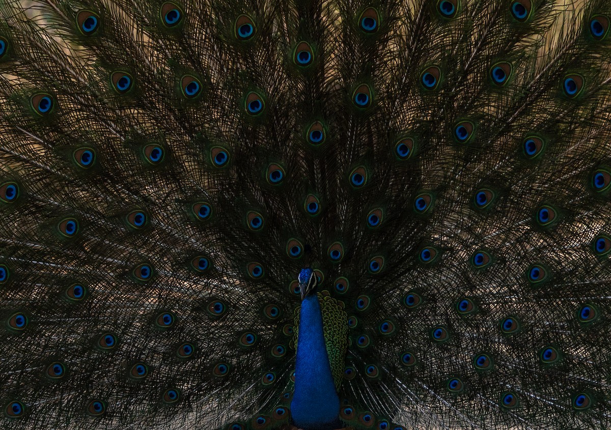 Indian Peafowl - ML620700684