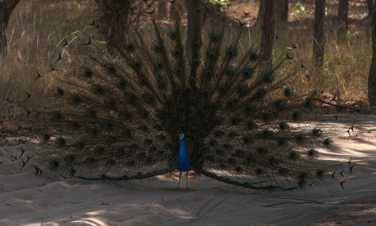 Indian Peafowl - ML620700686