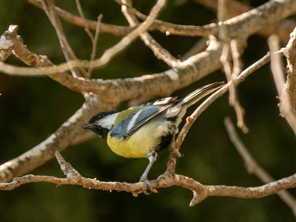 Great Tit - ML620700688