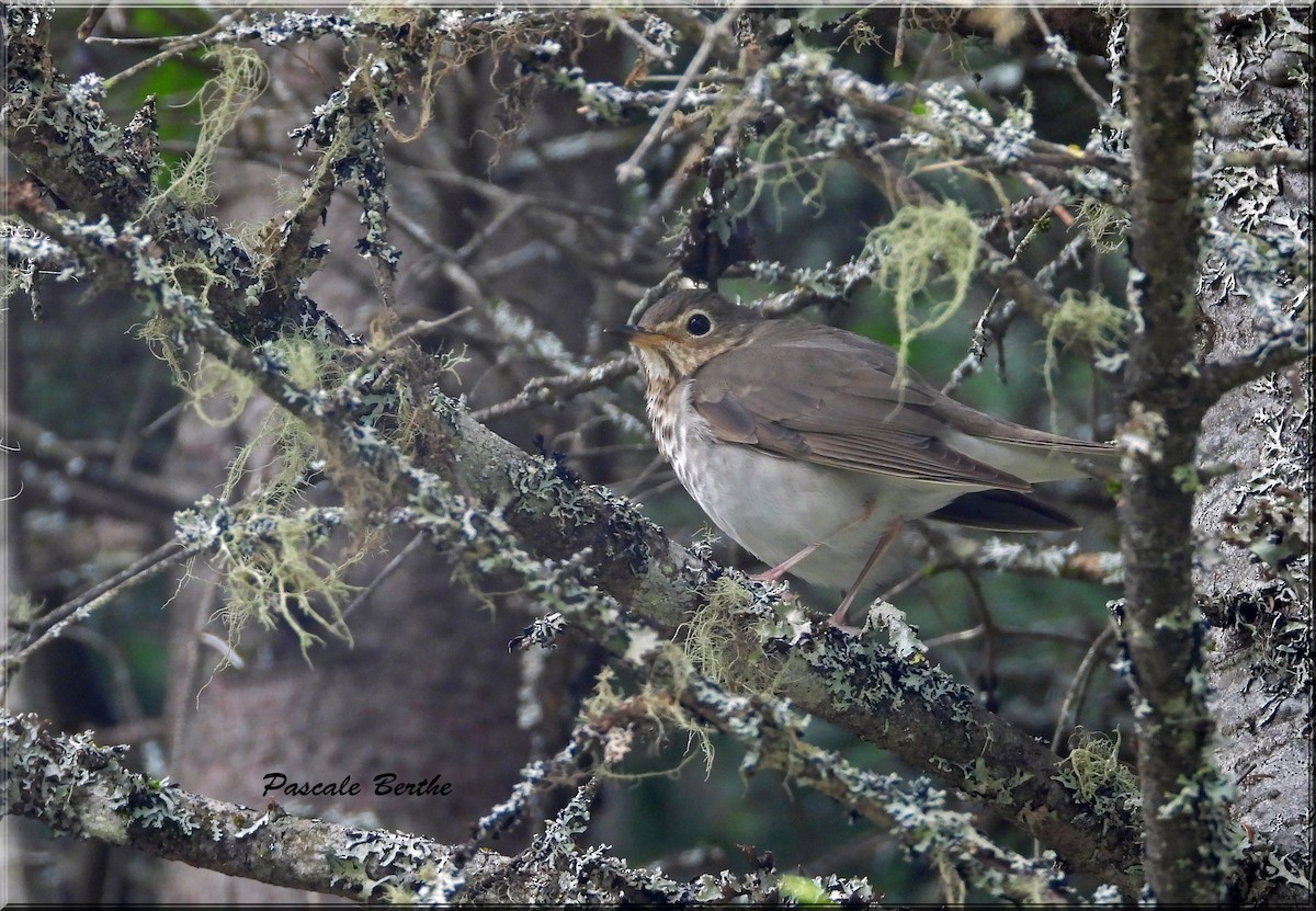 Swainson's Thrush - ML620700692