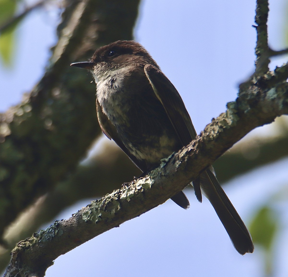 Eastern Phoebe - ML620700693