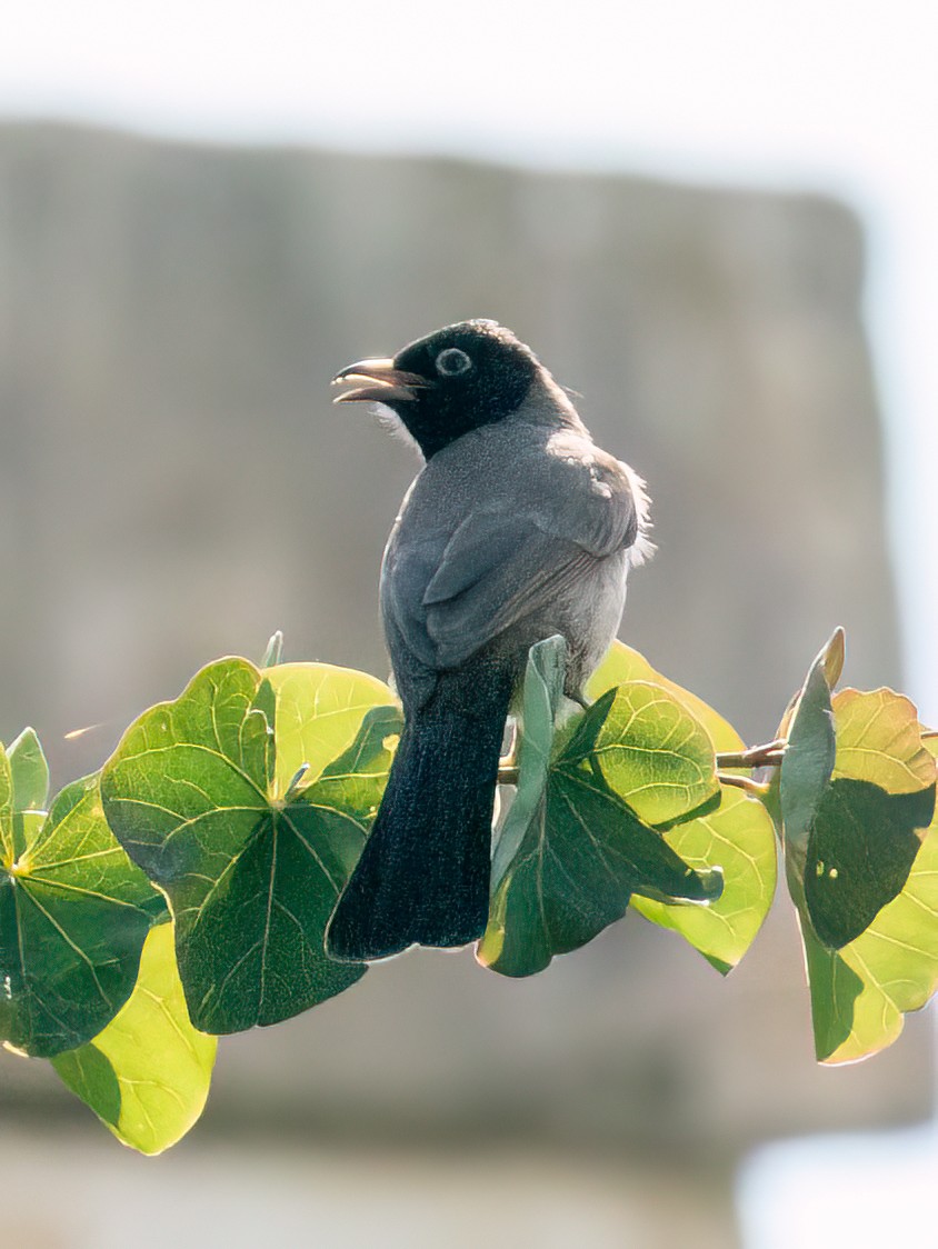 White-spectacled Bulbul - ML620700694