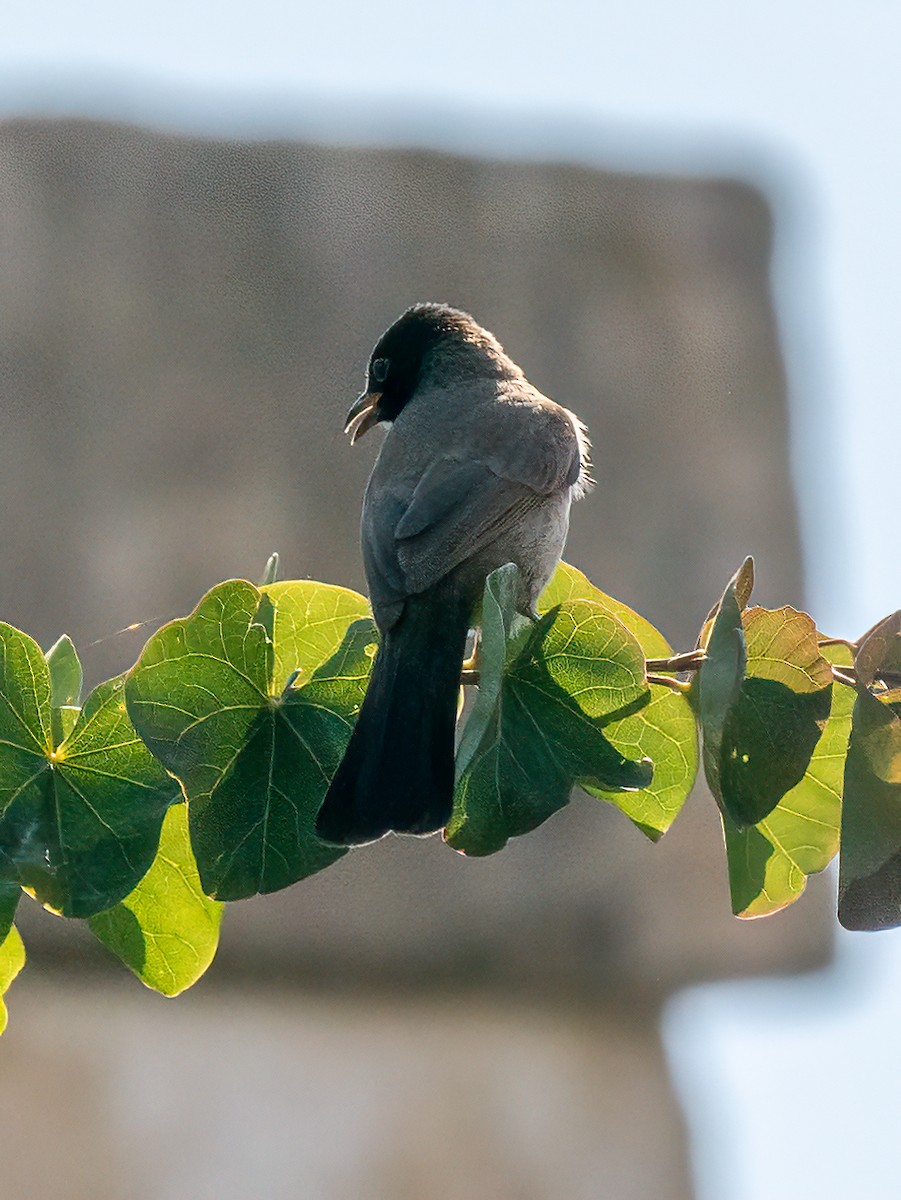 White-spectacled Bulbul - ML620700696