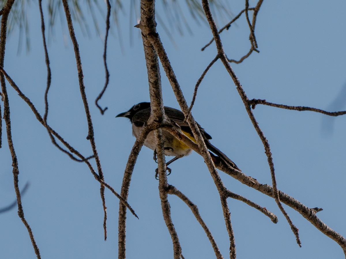 White-spectacled Bulbul - ML620700697