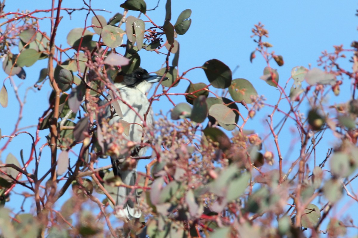 Gray Butcherbird - ML620700703