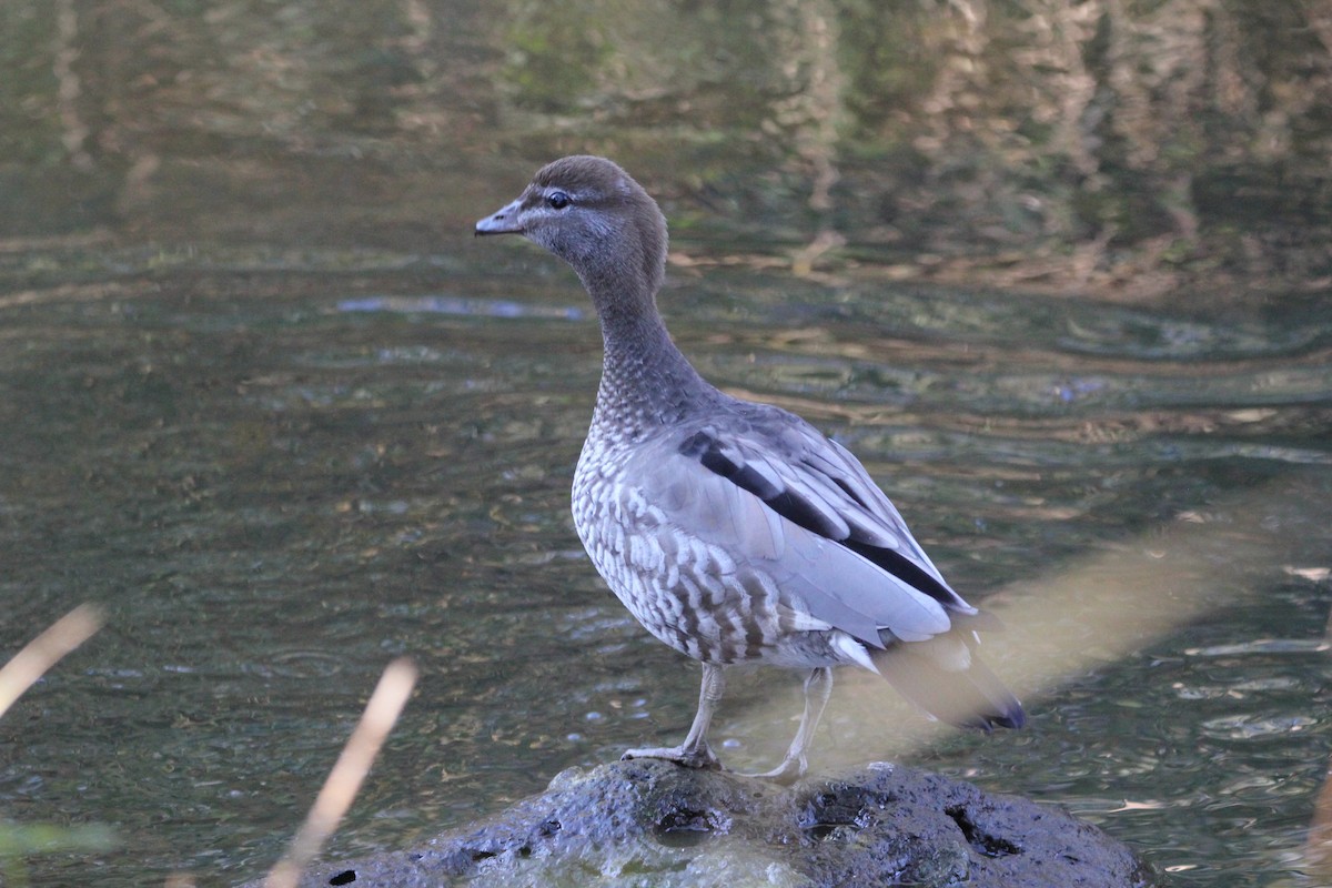 Maned Duck - ML620700706