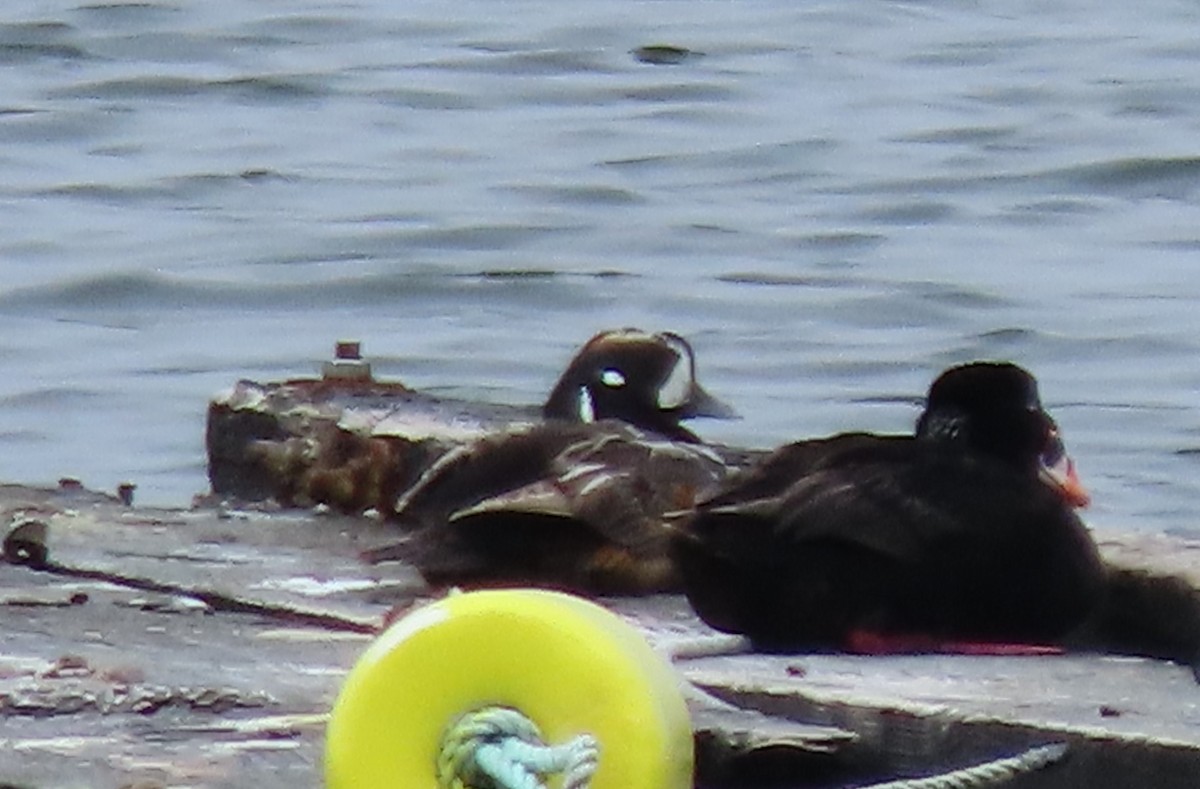 Harlequin Duck - ML620700707