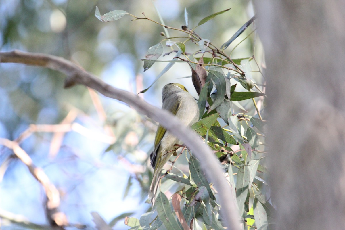 White-plumed Honeyeater - ML620700710