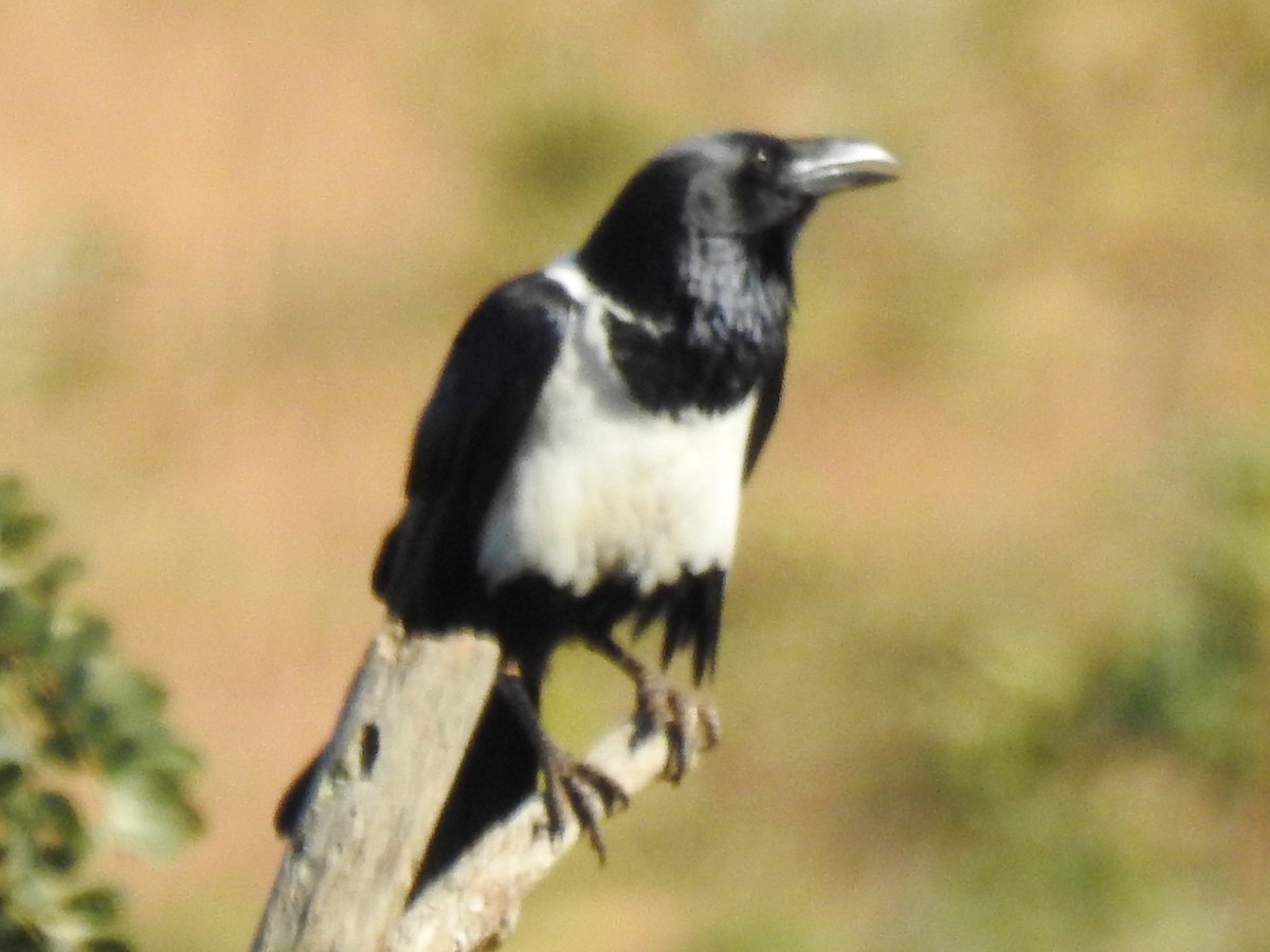 Pied Crow - ML620700715