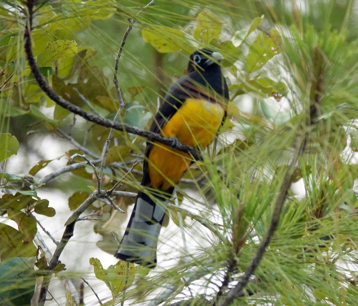 trogon černohlavý - ML620700717