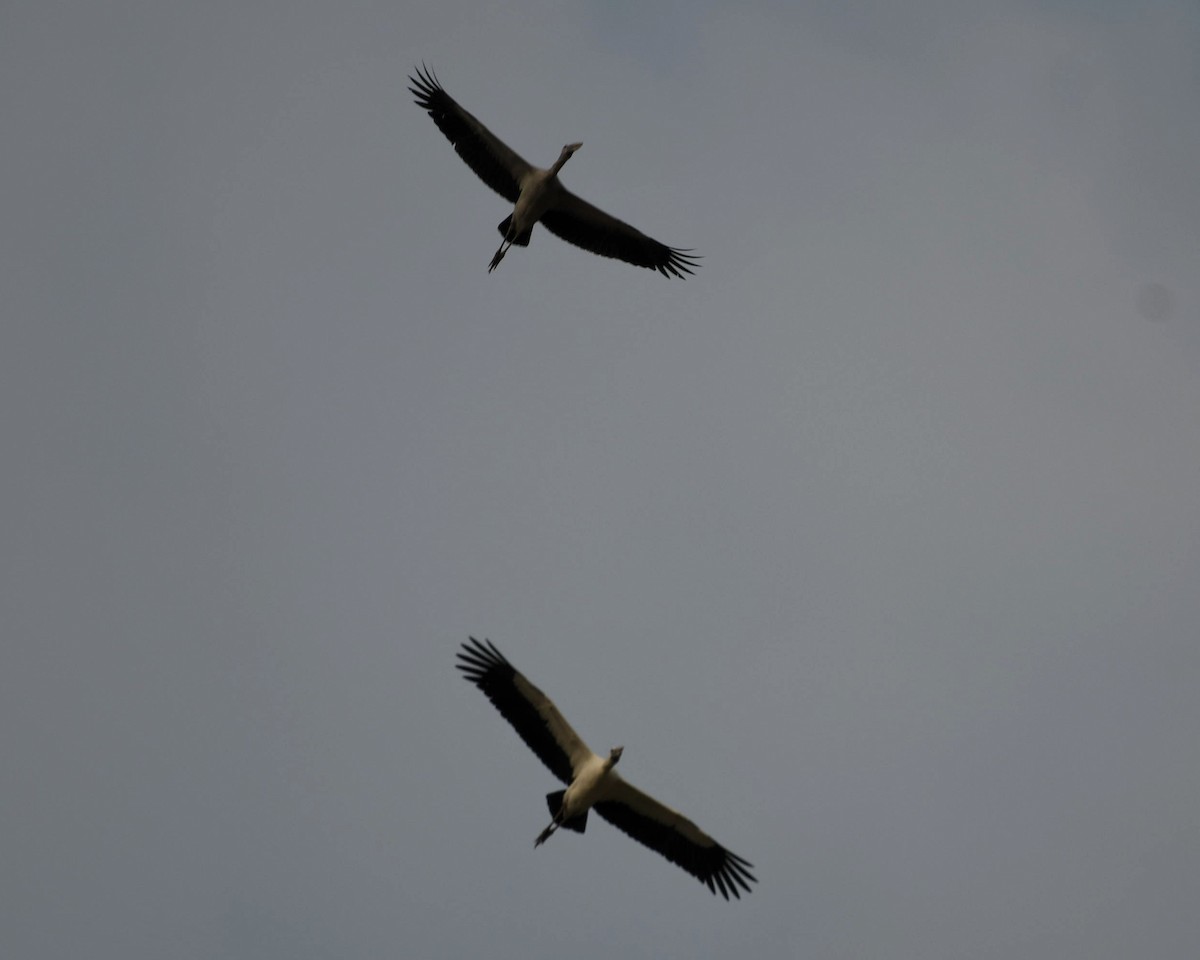 Asian Openbill - ML620700719