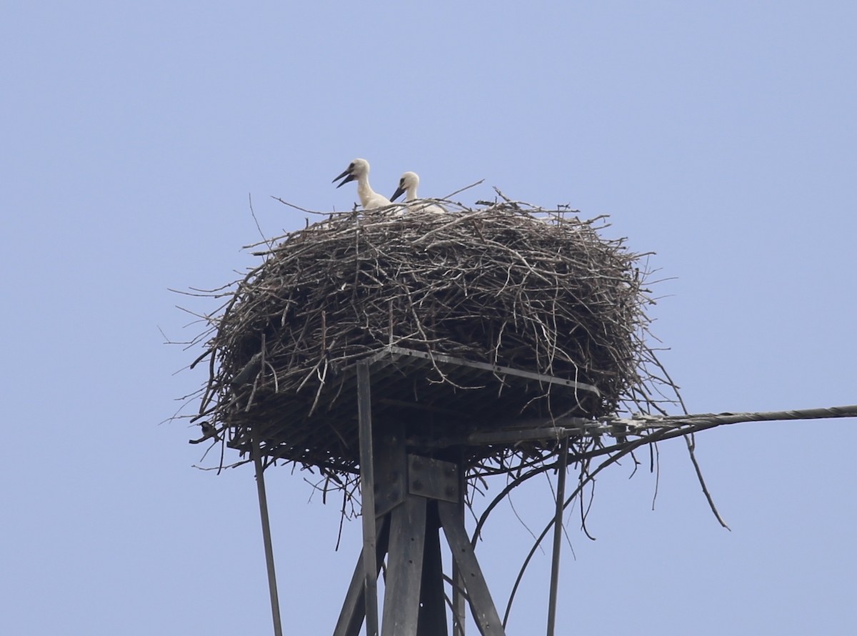 White Stork - ML620700720