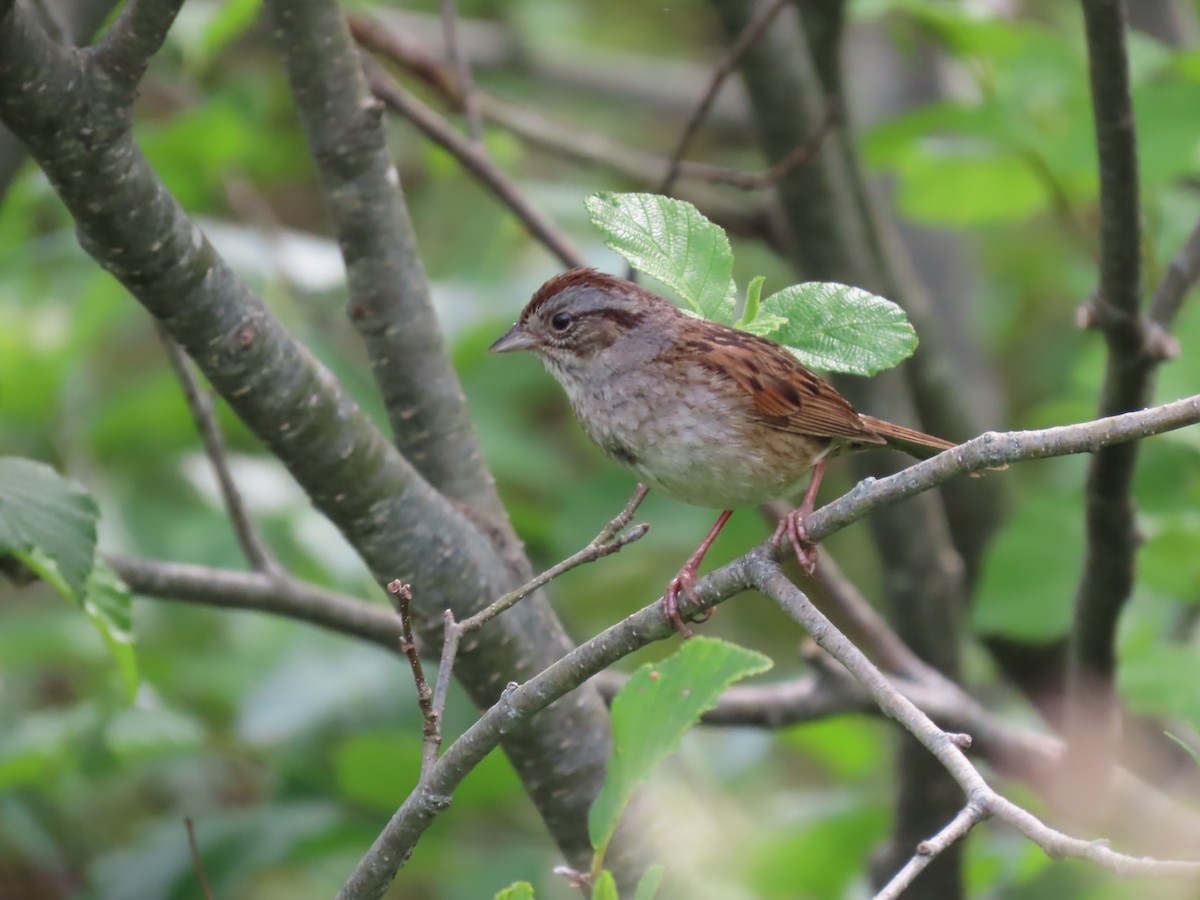 Swamp Sparrow - ML620700725