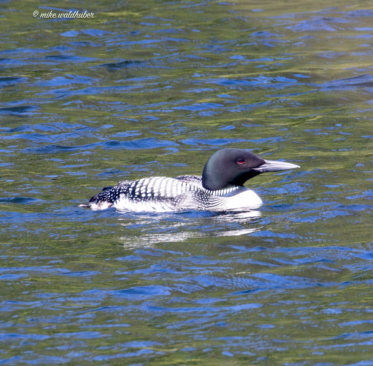 Plongeon huard - ML620700731