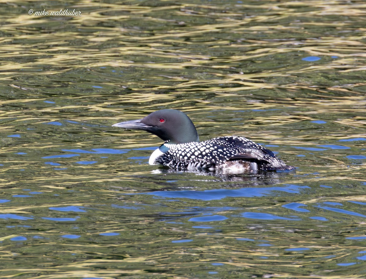 Plongeon huard - ML620700733