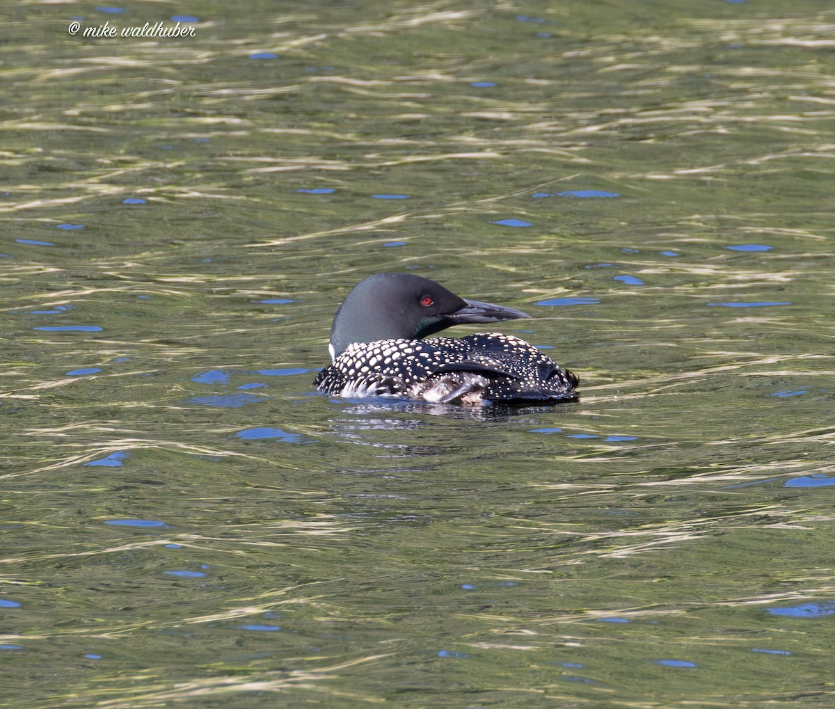 Common Loon - ML620700735