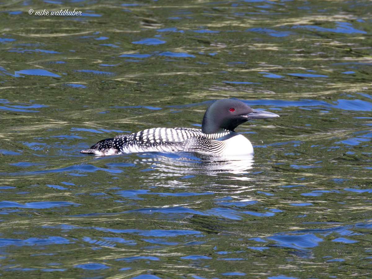 Plongeon huard - ML620700736